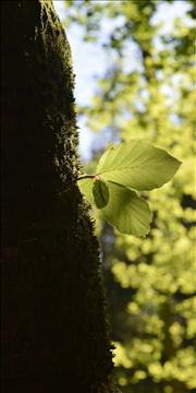 Bright leaf