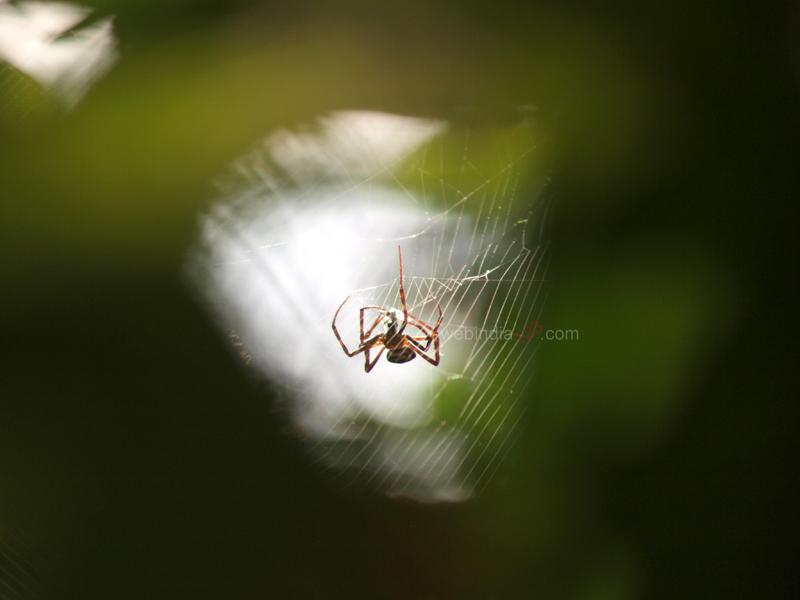 A spider on her web..