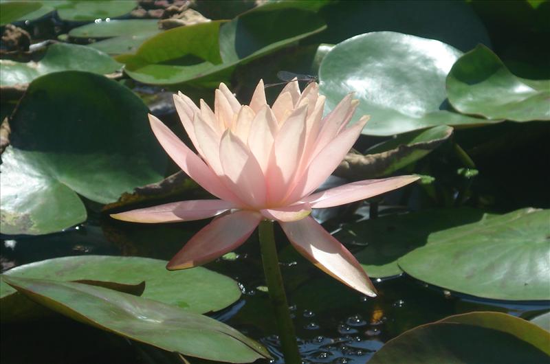 Lily flower on Pond