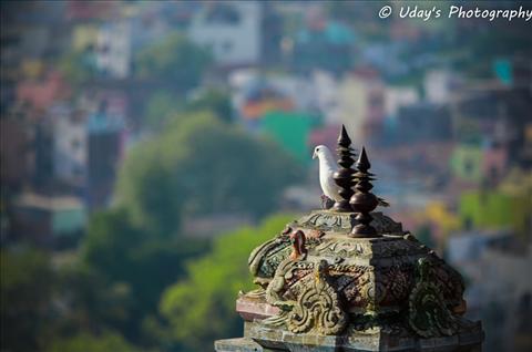 A bird enjoying an early sun.. At the top of Rockfort Temple, Trichy