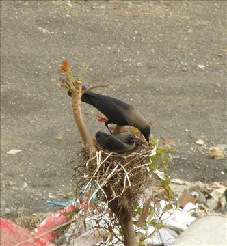 A crows nest