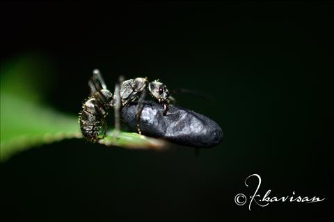 Ant moving with its egg