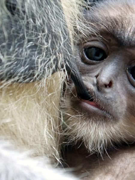 A baby monkey breastfeeding