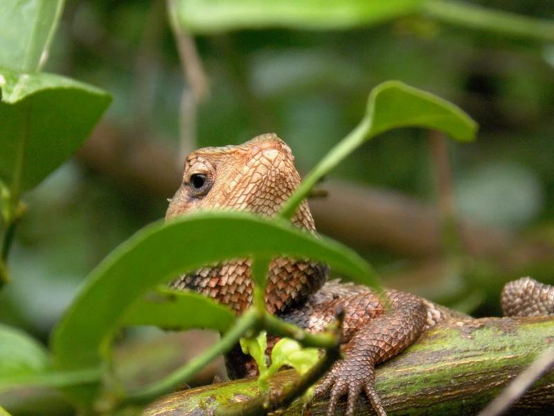 The lizard of Western Ghats