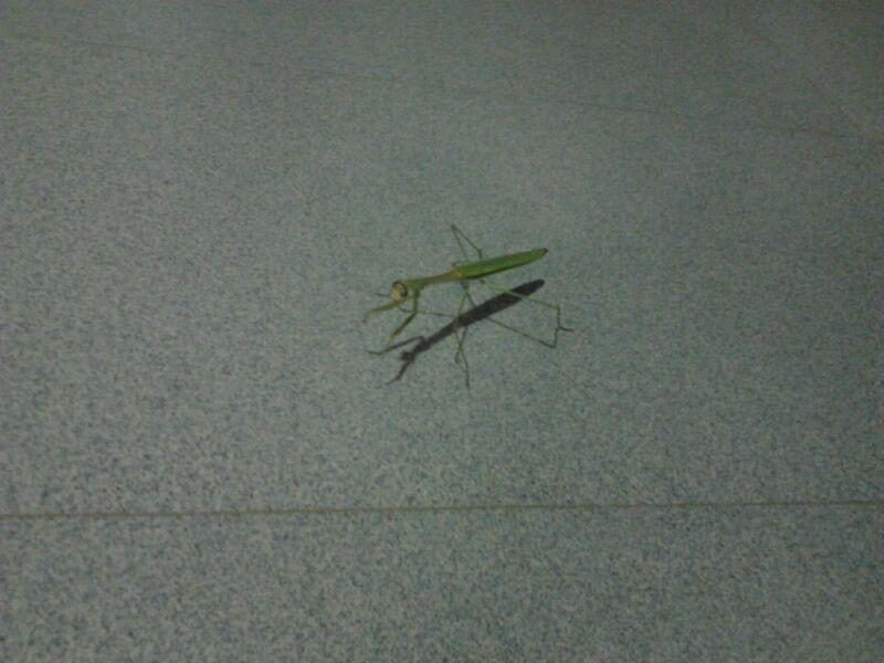 Grasshopper