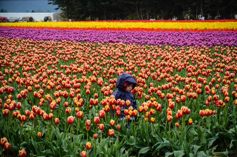 Wading through the tulips