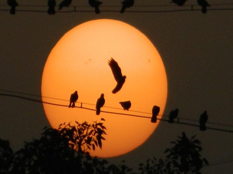 Silhouette of birds