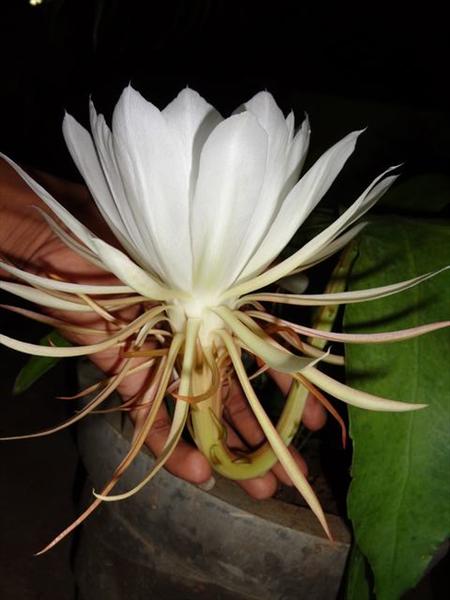 Brahma Kamala Flower