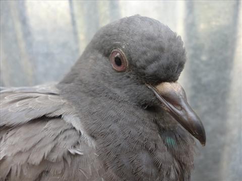 Native Pigeon