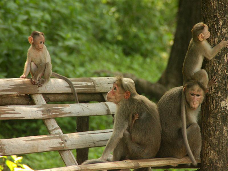 A Monkey Family