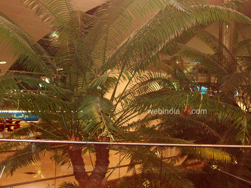 Palm Trees - Dubai Airport