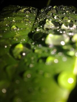 Water on A leaf
