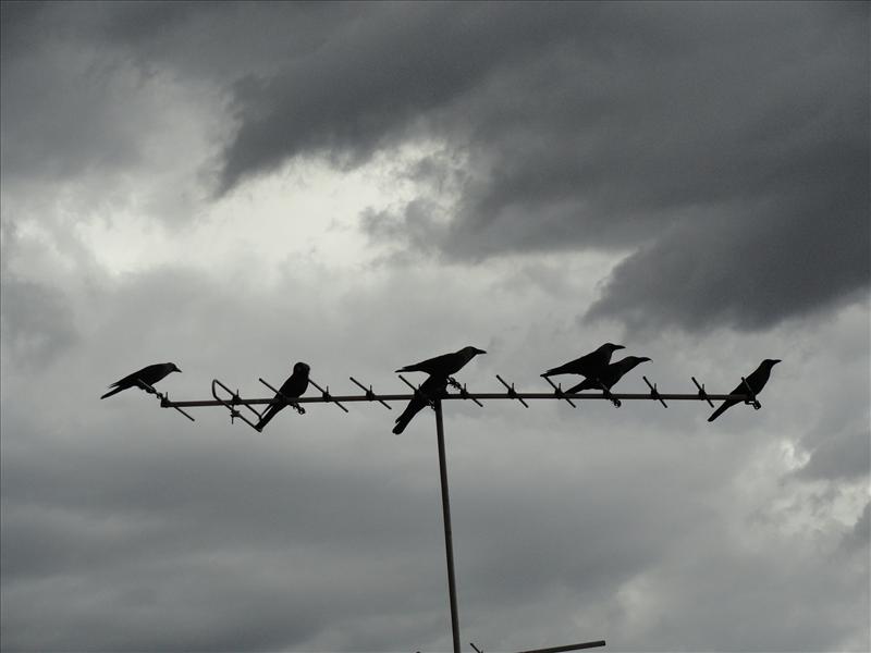 Birds waiting for rain