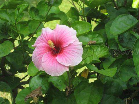 Rose Hibiscus