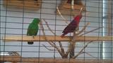 colourful Birds
