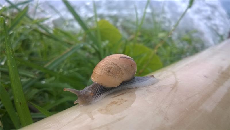 snail on water pipe
