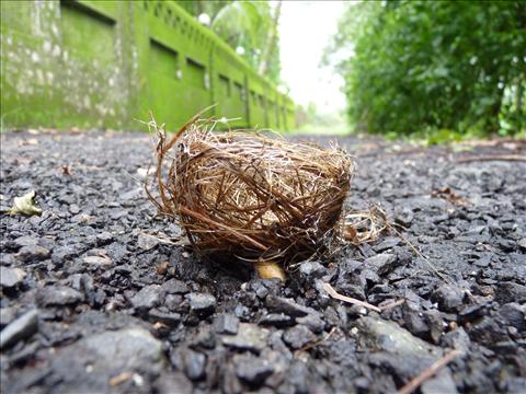 bird's nest on the road..