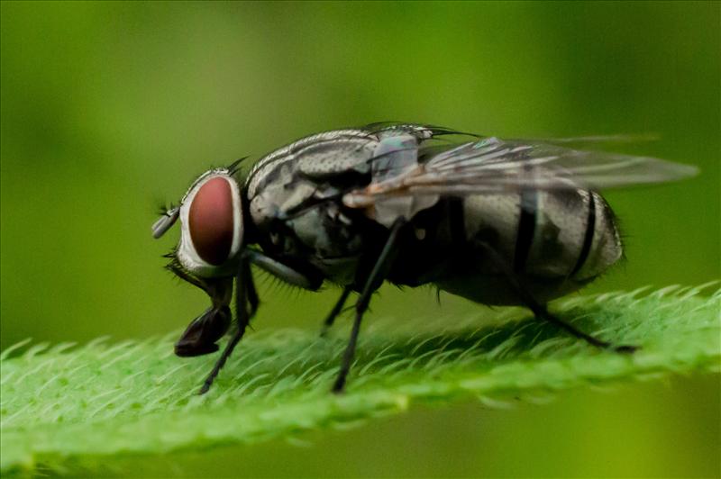 Beauty of house fly