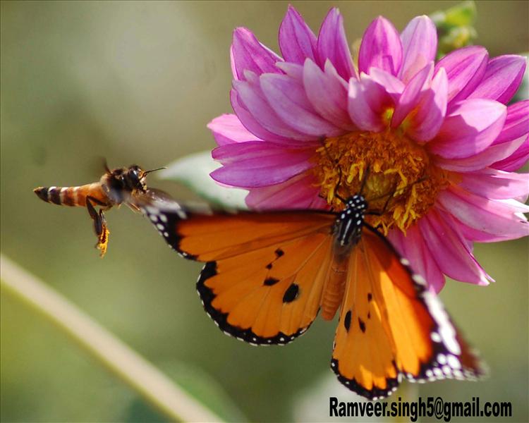the butterfly take a juice from flower