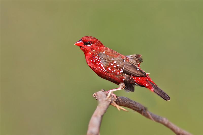 Red Munia or Red Avadavat