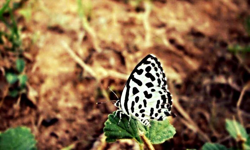 butterfly