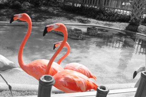 the three flamingo