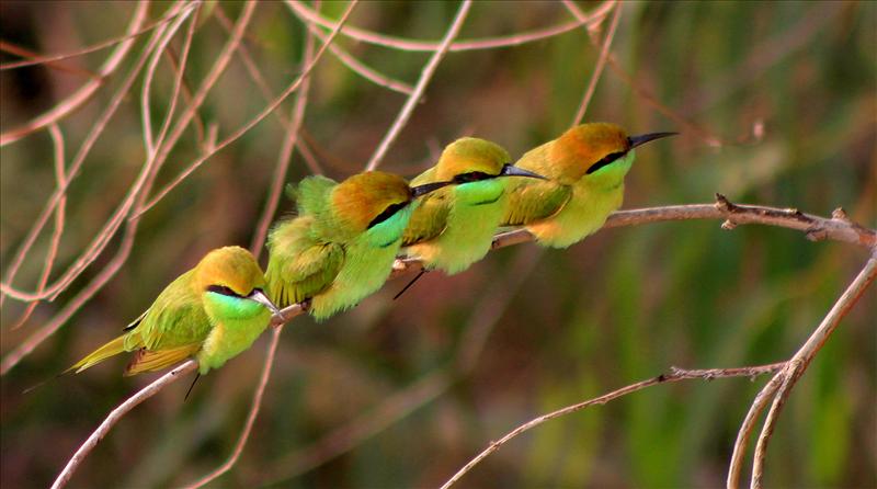 Party of Green Bee Eaters