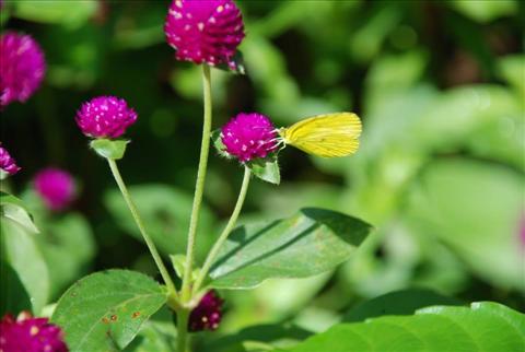 Gomphrena