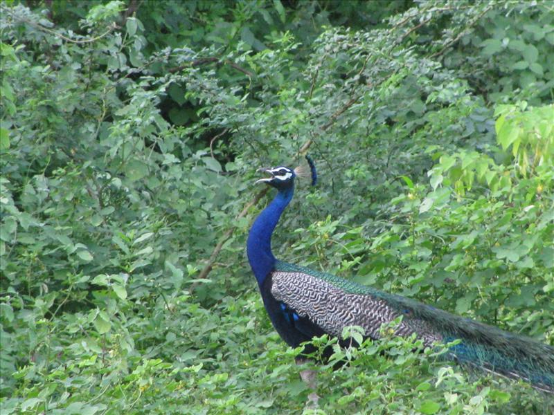 Speaking Peacock