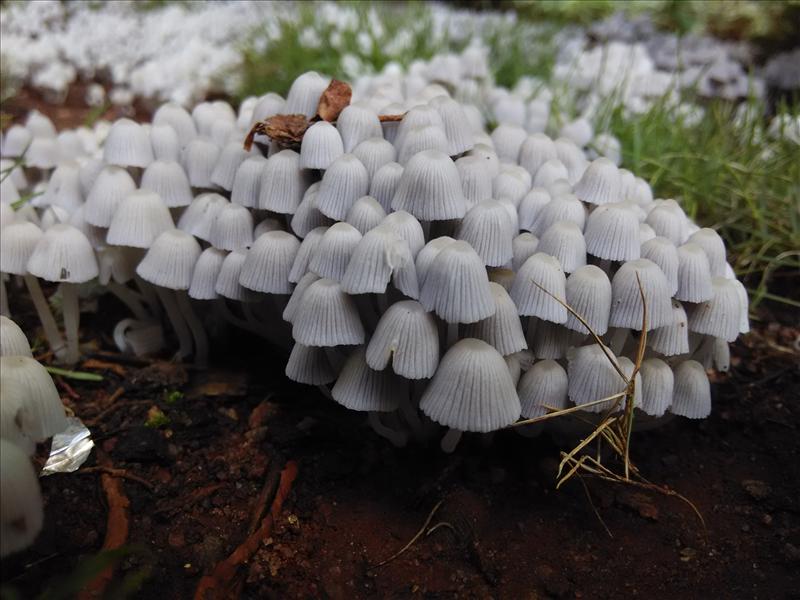 mushroom !!