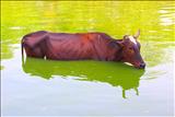 cow in water
