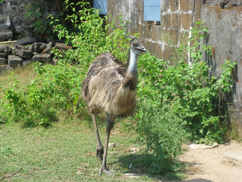 Emu Bird