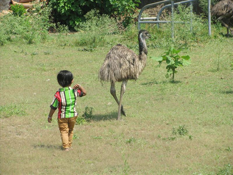 Emu with Litle Child