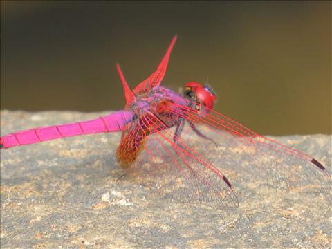 colourful Dragonfly