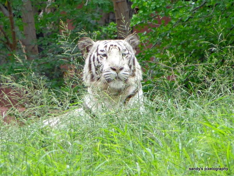image of a white tiger