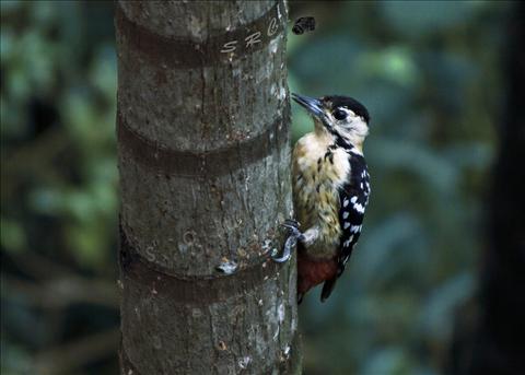 pied woodpecker