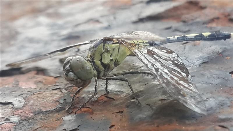 wounded dragonfly