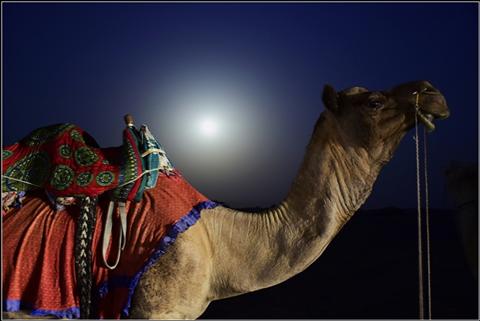 camel in thar at night
