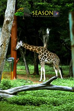 Tall giraffe