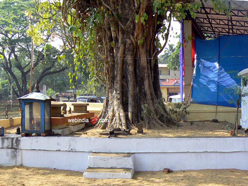 10 Things You Need To Know About Banyan Trees Under The, 46 OFF