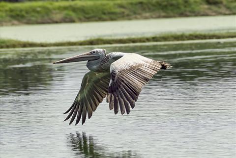 Grey Pelican's Flight