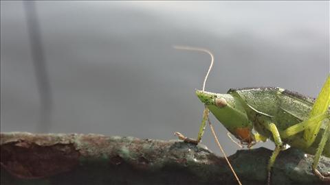 greeny grasshopper