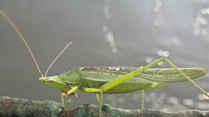 greeny grasshopper