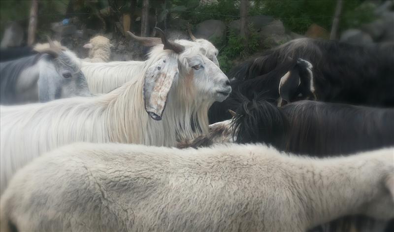 Goats Of Manali