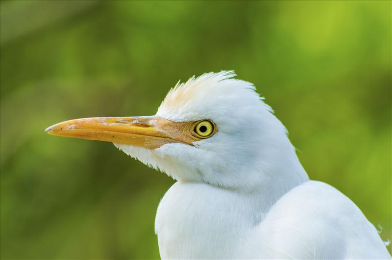 An Egret