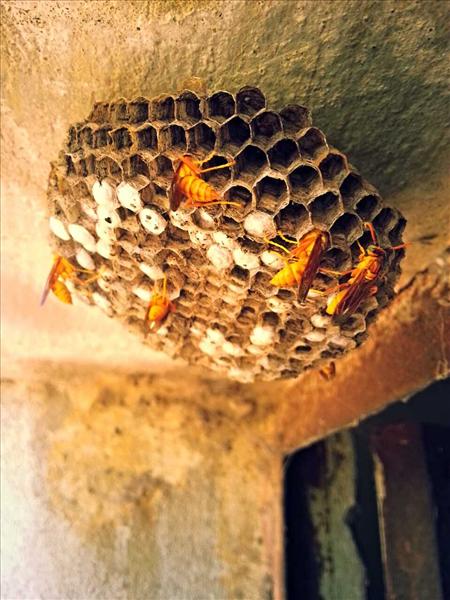 hide & seek with bees