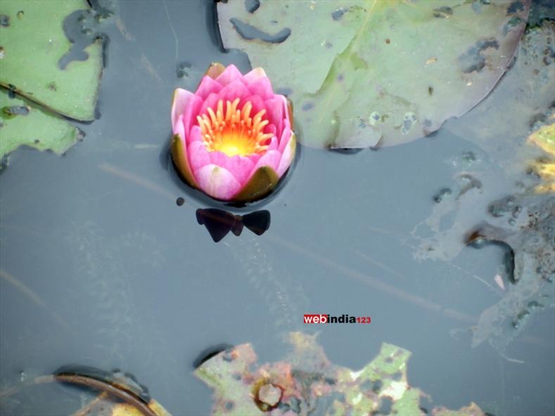 Water Lily at Japanese Garden