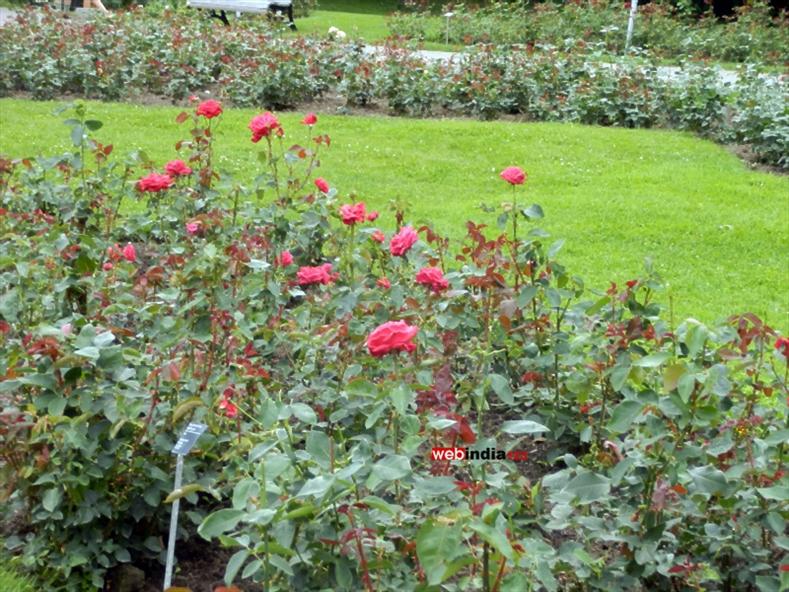Roses - Japanese Garden at Montreal's Botanical Garden