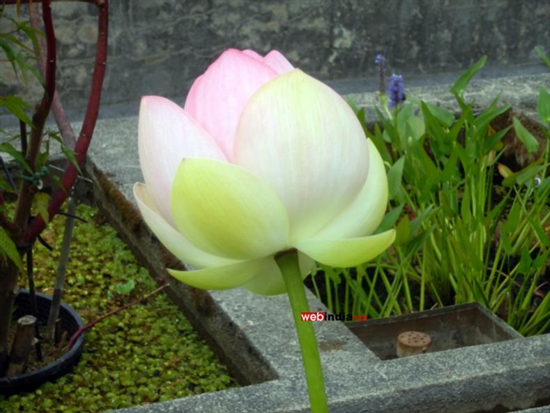Lotus at Japanese Garden