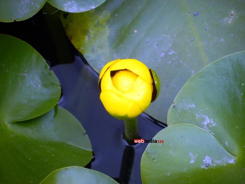Lotus at Japanese Garden